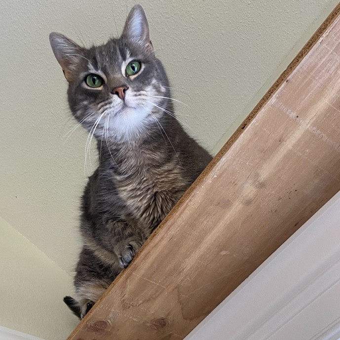 Friend Of Felines Tacoma Cat Sitting