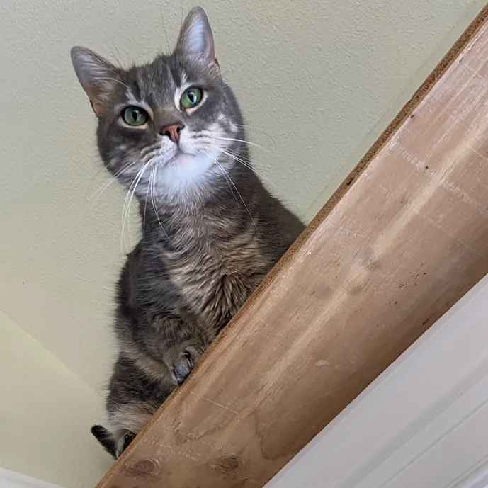 Friend Of Felines Tacoma Cat Sitting