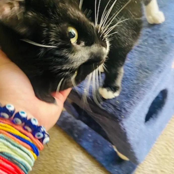 Friend Of Felines Tacoma Cat Sitting