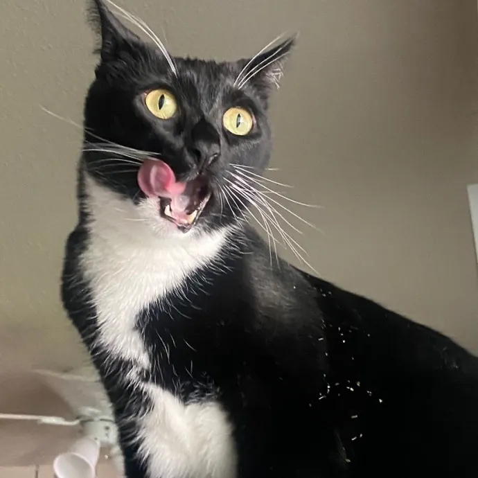 Friend Of Felines Tacoma Cat Sitting