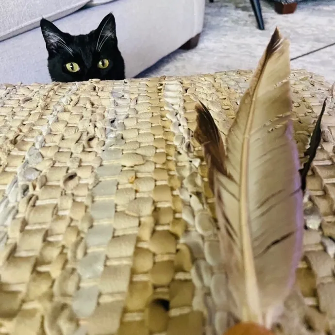 Friend Of Felines Tacoma Cat Sitting