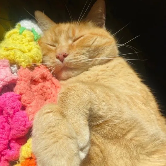 Friend Of Felines Tacoma Cat Sitting