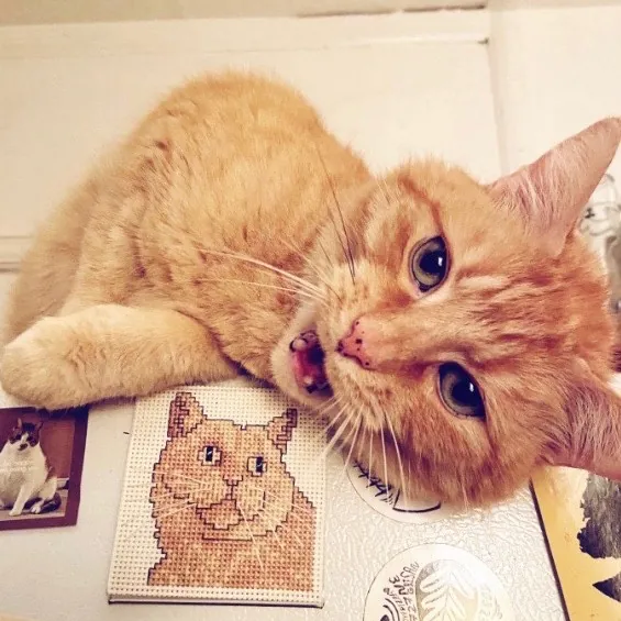 Friend Of Felines Tacoma Cat Sitting