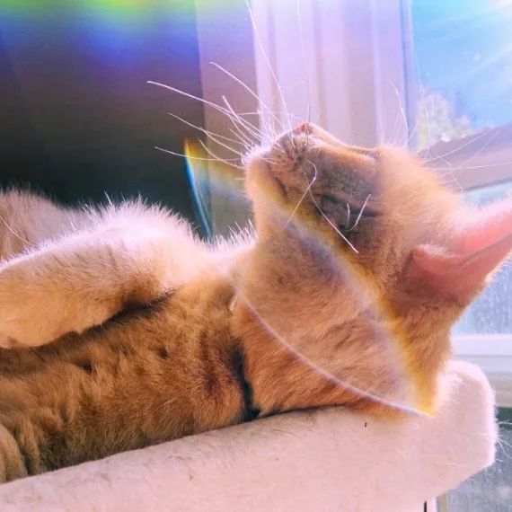 Friend Of Felines Tacoma Cat Sitting