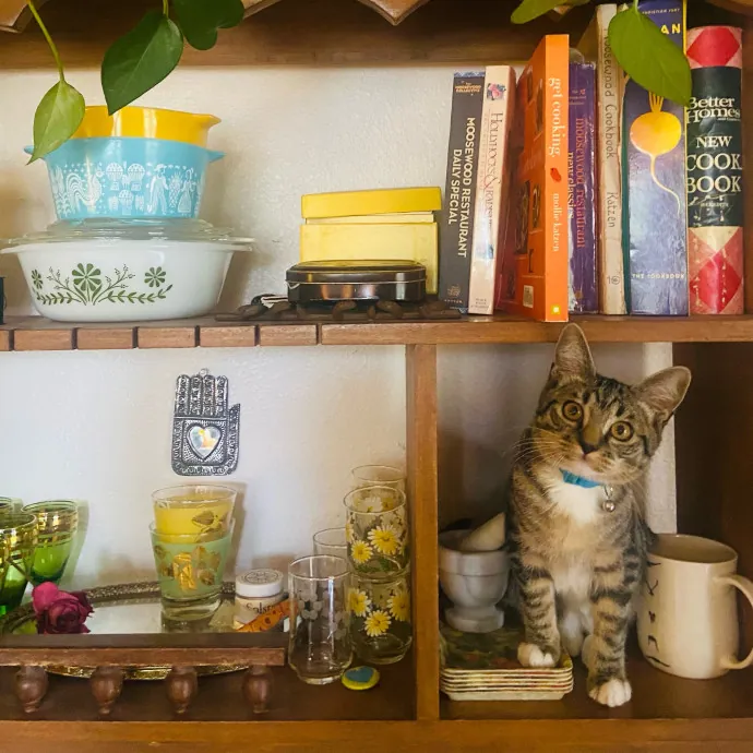 Friend Of Felines Tacoma Cat Sitting