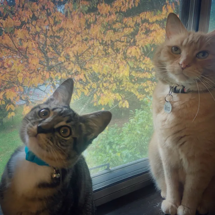 Friend Of Felines Tacoma Cat Sitting