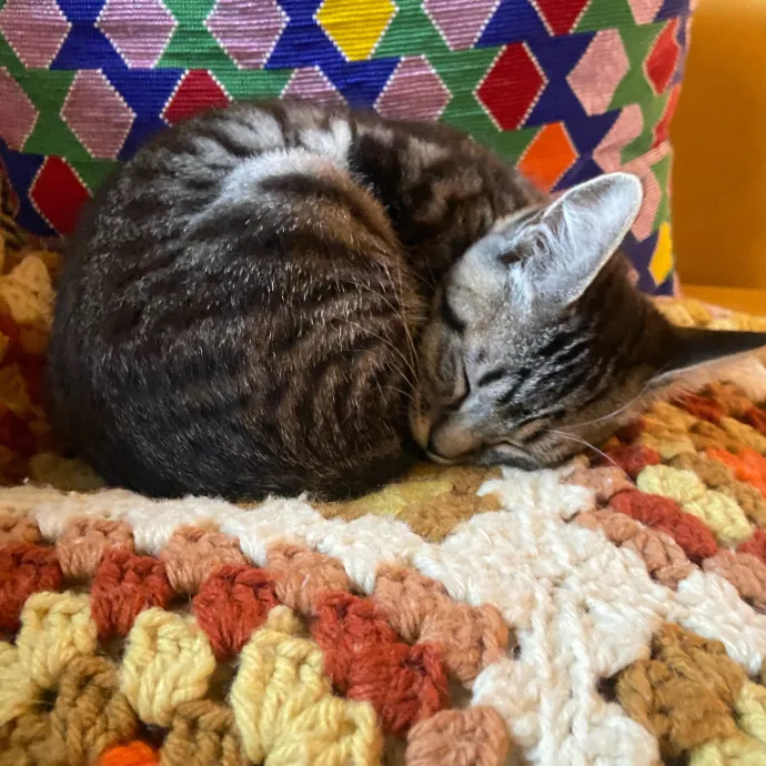 Friend Of Felines Tacoma Cat Sitting