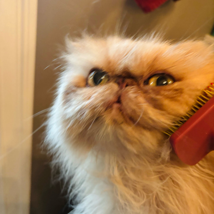 Friend Of Felines Tacoma Cat Sitting