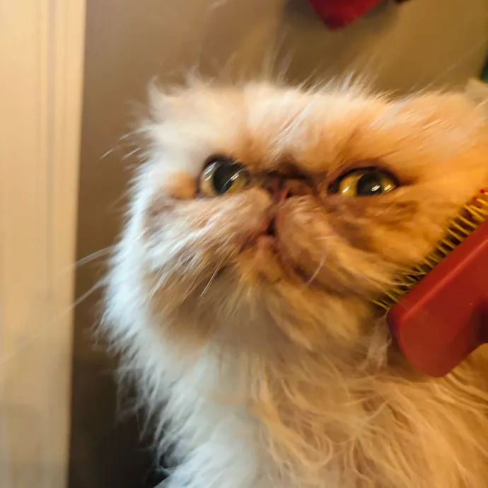 Friend Of Felines Tacoma Cat Sitting