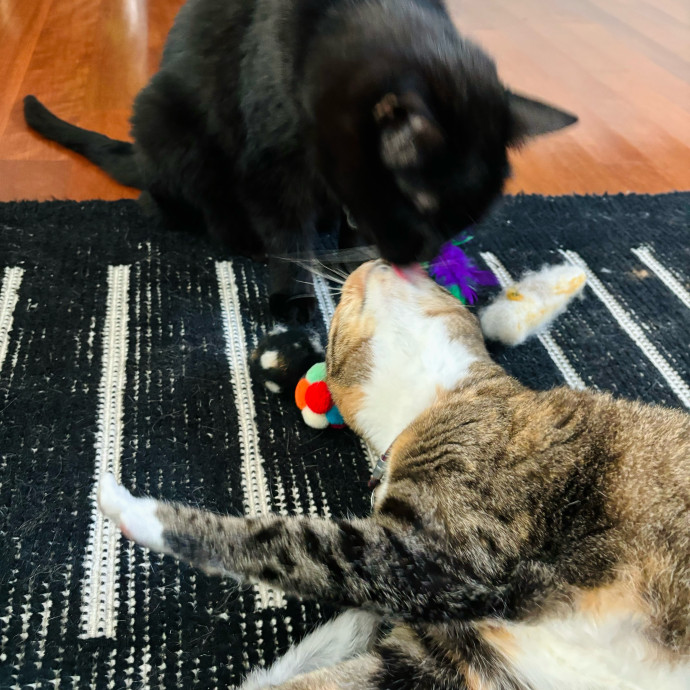 Friend Of Felines Tacoma Cat Sitting