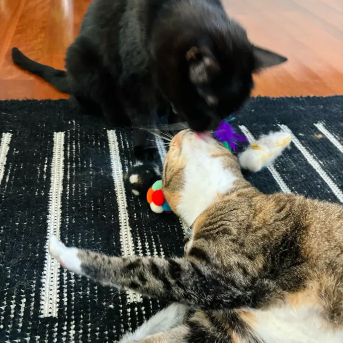 Friend Of Felines Tacoma Cat Sitting