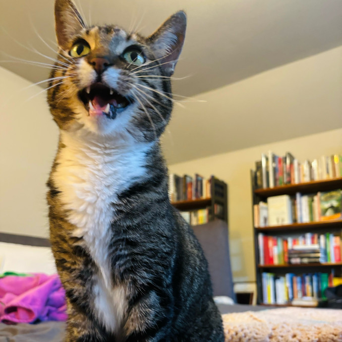Friend Of Felines Tacoma Cat Sitting