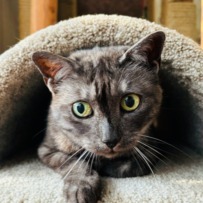 Friend Of Felines Tacoma Cat Sitting