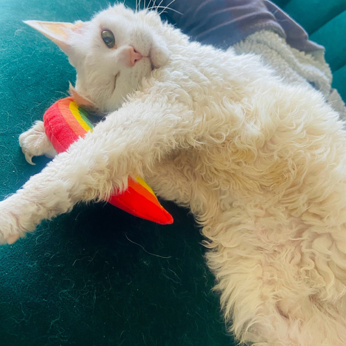 Friend Of Felines Tacoma Cat Sitting