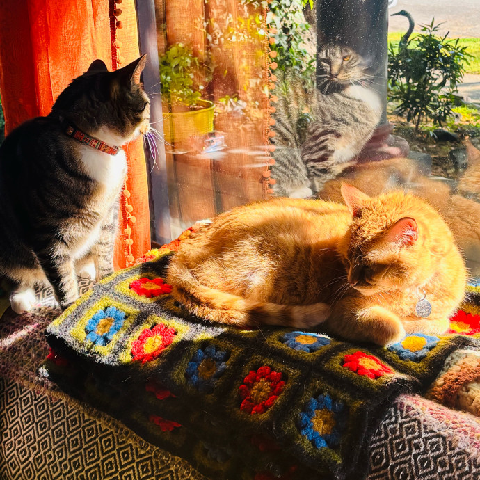 Friend Of Felines Tacoma Cat Sitting photo 3