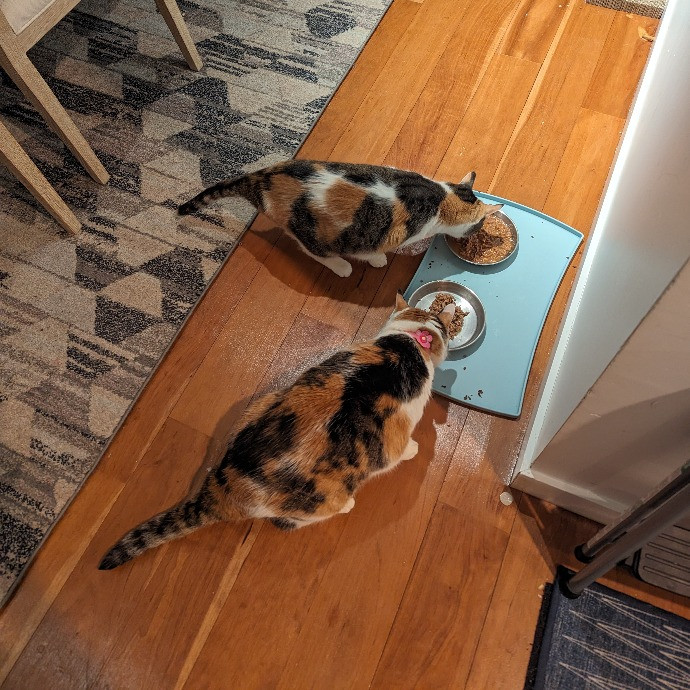 The Cat Whisperer