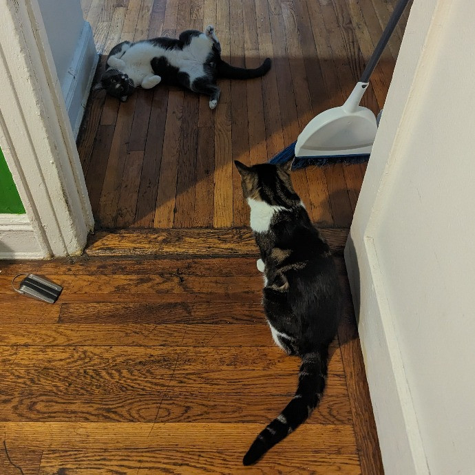 The Cat Whisperer