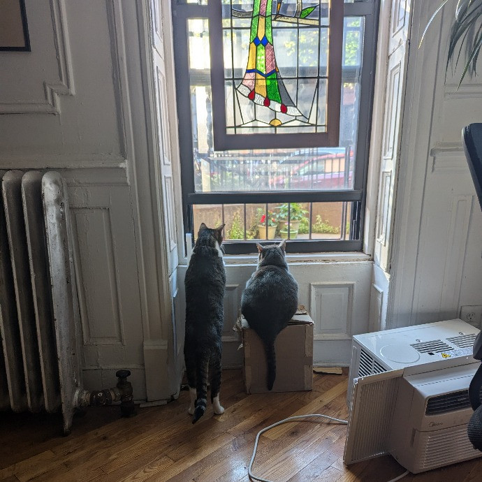 The Cat Whisperer