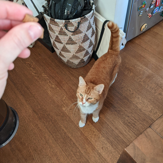 The Cat Whisperer photo 3