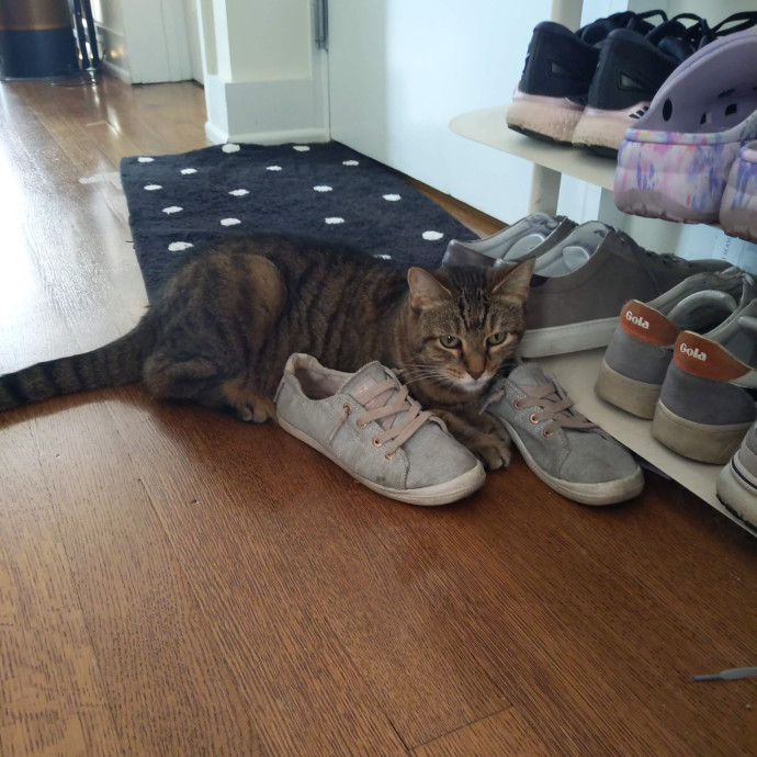 The Cat Whisperer photo 2