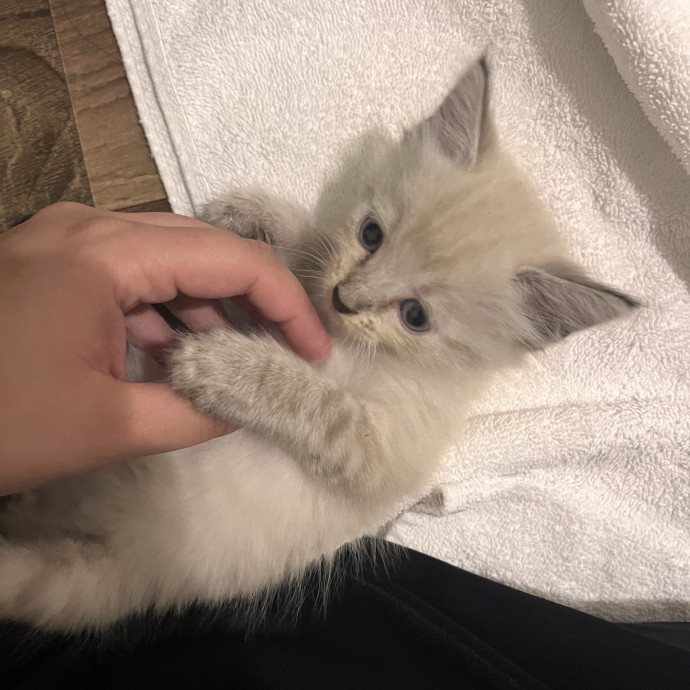 Reliable And Dedicated Cat Sitter
