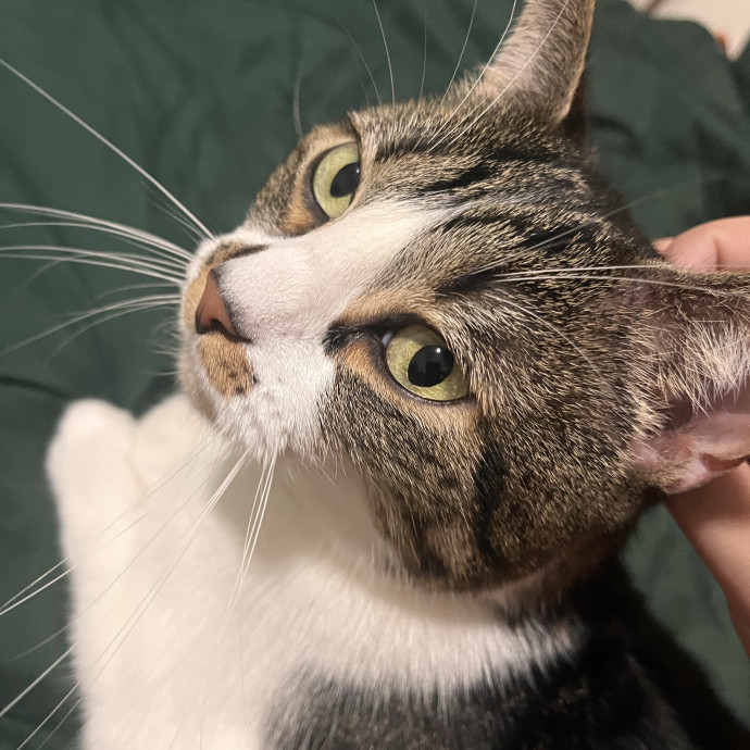 Reliable And Dedicated Cat Sitter