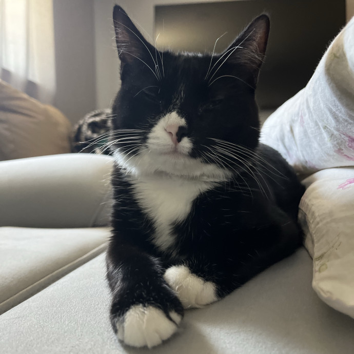 Reliable And Dedicated Cat Sitter