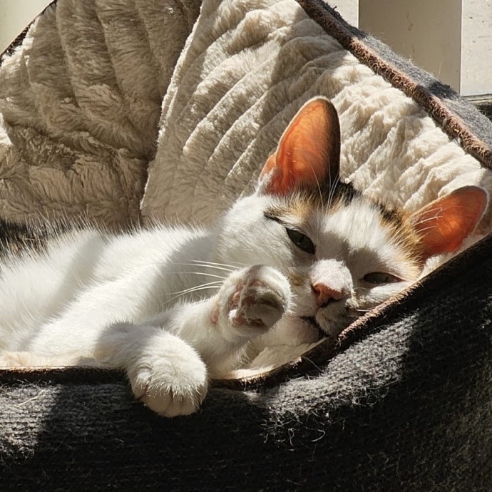Reliable And Dedicated Cat Sitter photo 3