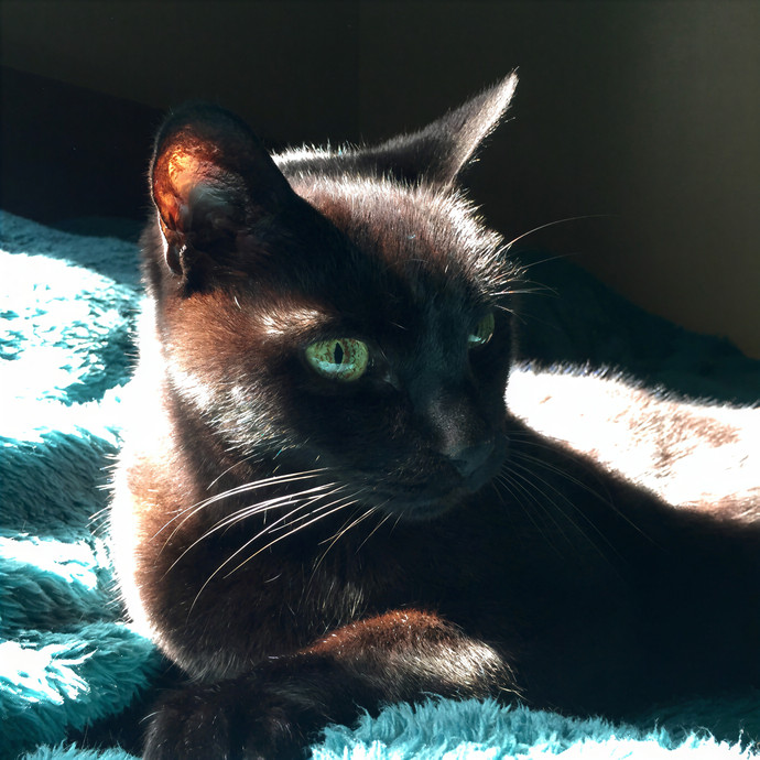 Lovecats Scv - Feline Specialty Pet Care
