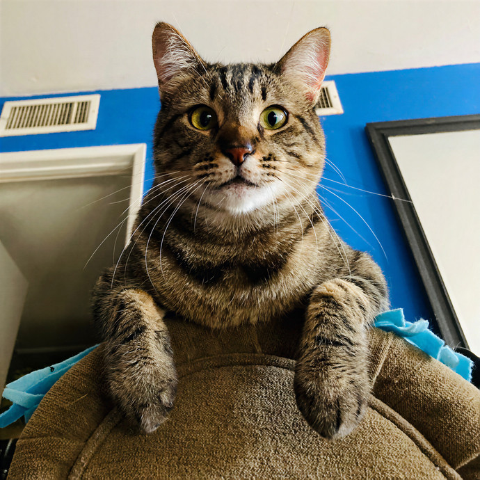 Lovecats Scv - Feline Specialty Pet Care