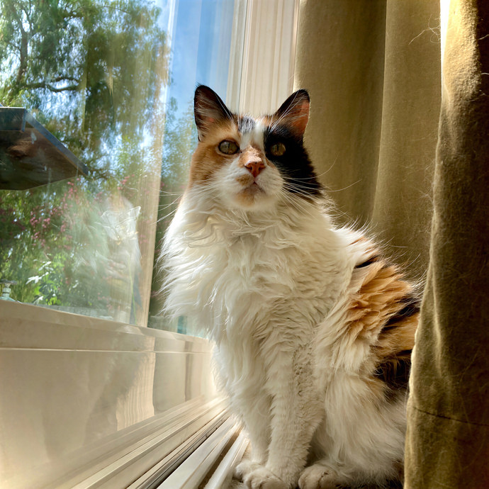 Lovecats Scv - Feline Specialty Pet Care