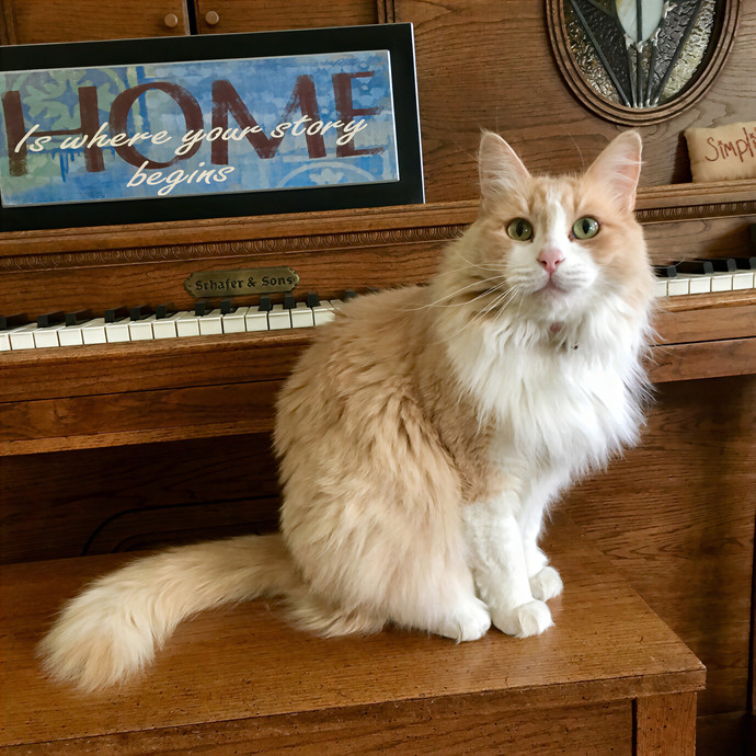 Lovecats Scv - Feline Specialty Pet Care