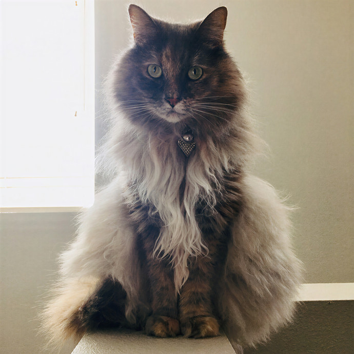 Lovecats Scv - Feline Specialty Pet Care