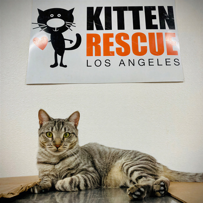 Lovecats Scv - Feline Specialty Pet Care