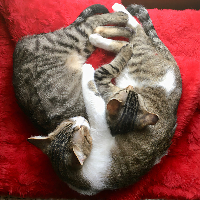 Lovecats Scv - Feline Specialty Pet Care