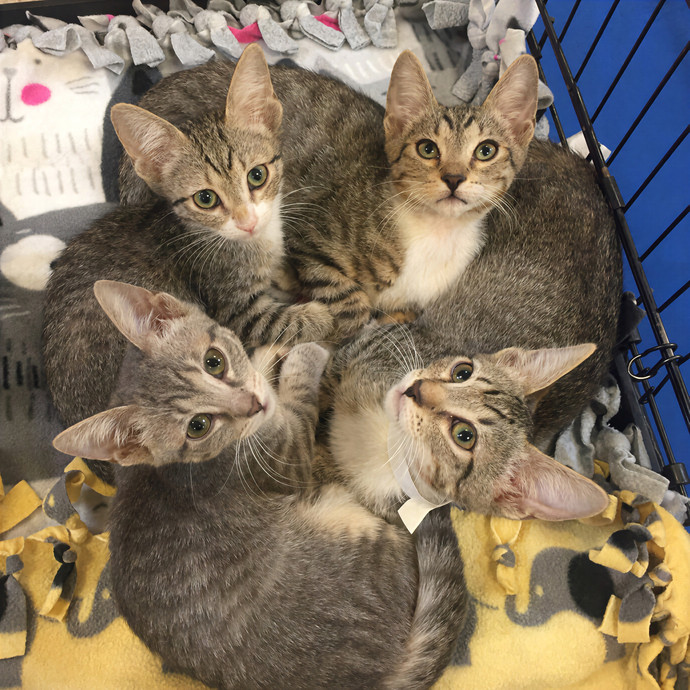 Lovecats Scv - Feline Specialty Pet Care