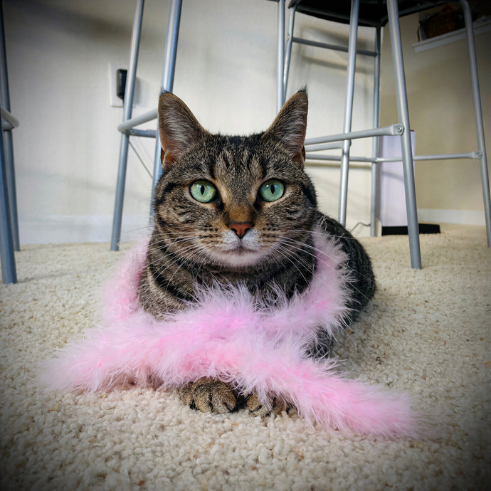 Lovecats Scv - Feline Specialty Pet Care