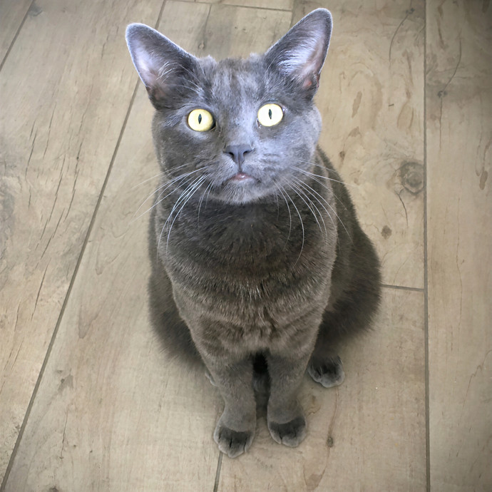 Lovecats Scv - Feline Specialty Pet Care