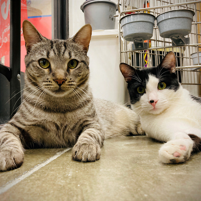 Lovecats Scv - Feline Specialty Pet Care