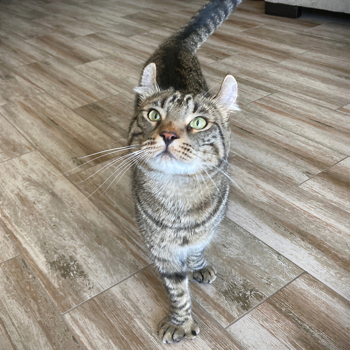 Lovecats Scv - Feline Specialty Pet Care