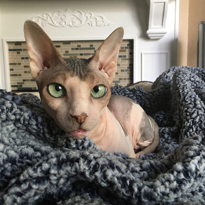 Lovecats Scv - Feline Specialty Pet Care