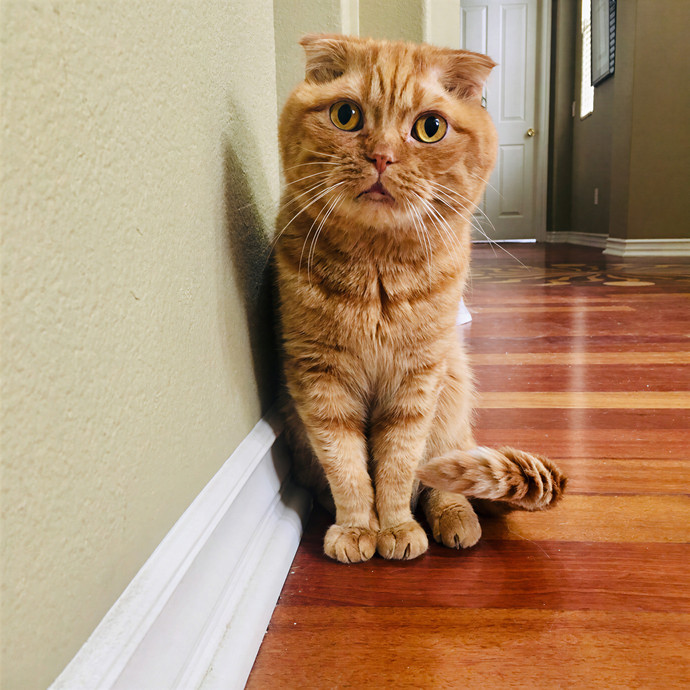 Lovecats Scv - Feline Specialty Pet Care