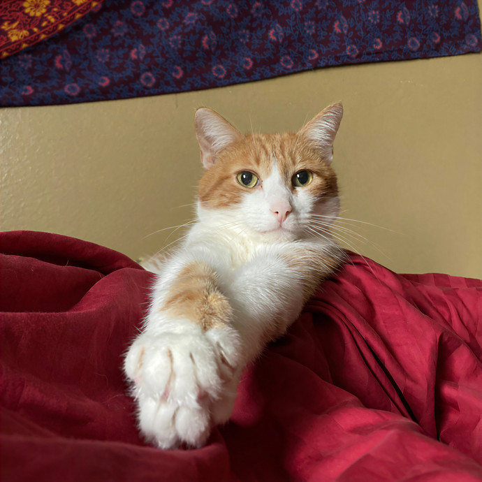 Lovecats Scv - Feline Specialty Pet Care