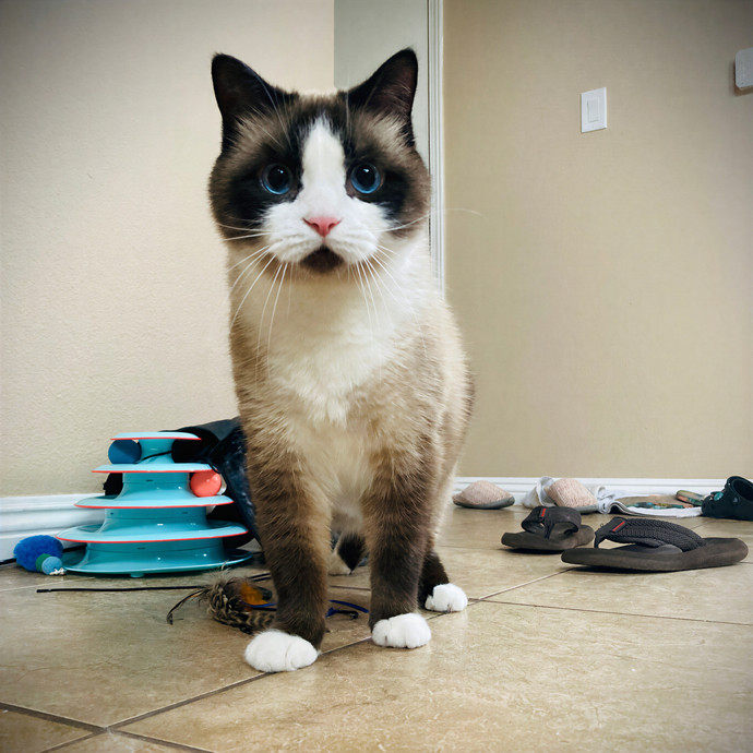 Lovecats Scv - Feline Specialty Pet Care