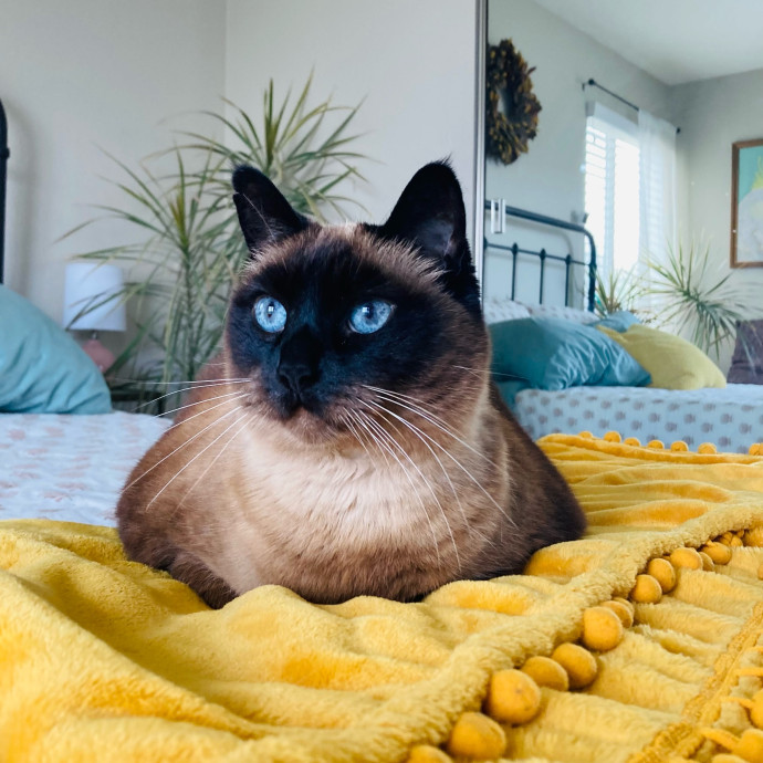 Lovecats Scv - Feline Specialty Pet Care