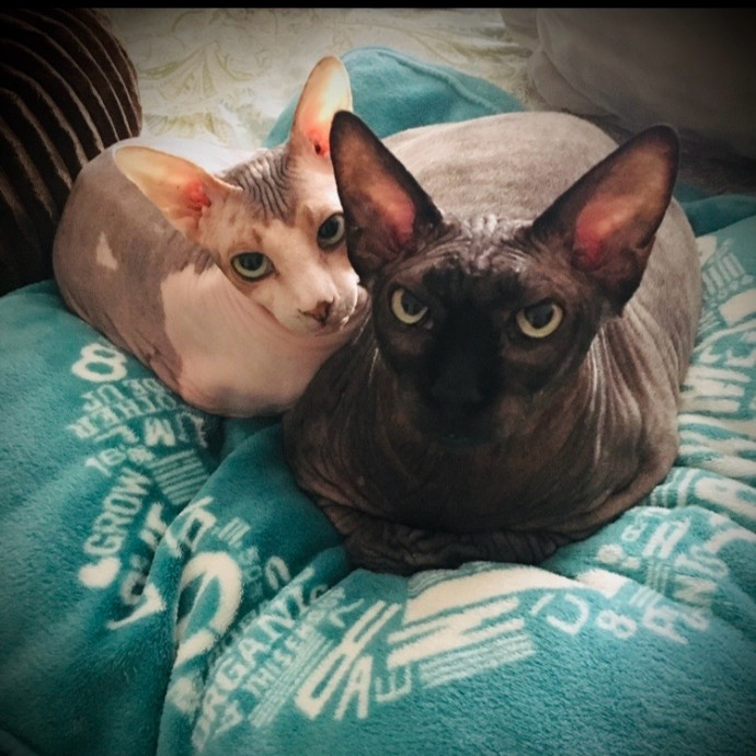 Lovecats Scv - Feline Specialty Pet Care