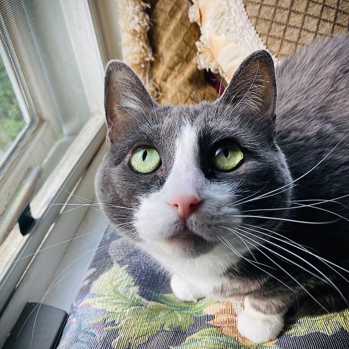 Lovecats Scv - Feline Specialty Pet Care