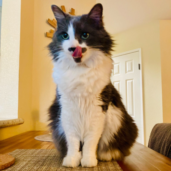 Lovecats Scv - Feline Specialty Pet Care