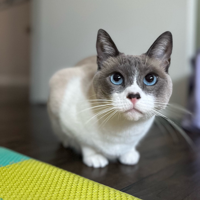 Lovecats Scv - Feline Specialty Pet Care