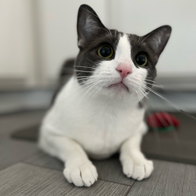 Lovecats Scv - Feline Specialty Pet Care